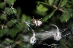 Mastophora cornigera