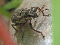 Sitona cylindricollis