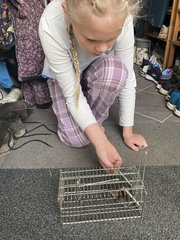 Apodemus flavicollis