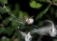 Mastophora cornigera