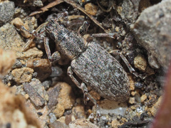 Sitona cylindricollis