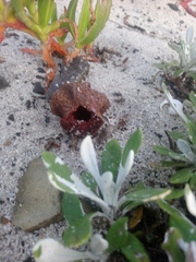 Hydnora africana