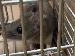 Apodemus flavicollis