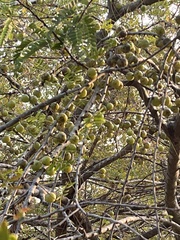 Phyllanthus emblica