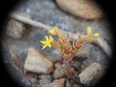 Sedum litoreum