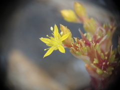 Sedum litoreum