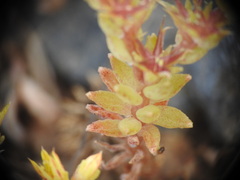 Sedum litoreum