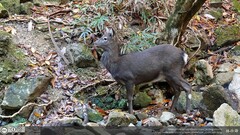 Cervus nippon centralis