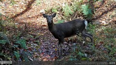 Cervus nippon centralis