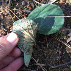Pelargonium asarifolium