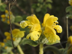 Phlomis lanata