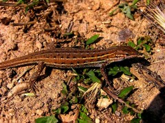 Psammodromus edwarsianus