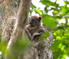 Lepilemur ankaranensis