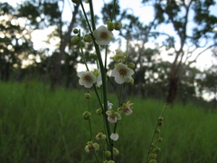 Hibbertia complanata