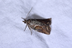 Harmologa scoliastis