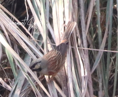 Emberiza stewarti