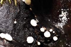 Asterophora lycoperdoides