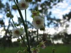 Hibbertia complanata