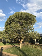 Eucalyptus leucoxylon megalocarpa