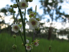 Hibbertia complanata