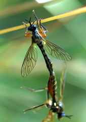 Dioctria rufipes