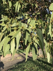 Eucalyptus leucoxylon megalocarpa