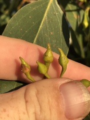 Eucalyptus leucoxylon megalocarpa
