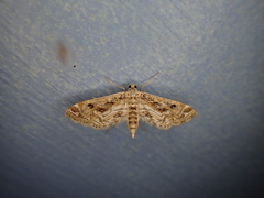 Parapoynx diminutalis