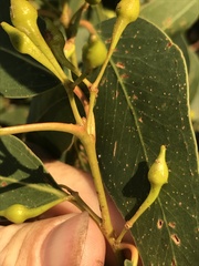 Eucalyptus leucoxylon megalocarpa