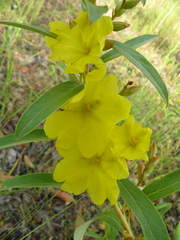 Hibbertia oblongata