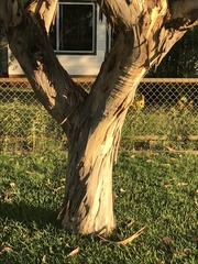 Eucalyptus leucoxylon megalocarpa