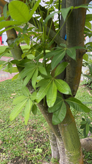 Pachira aquatica