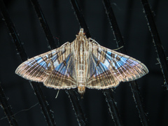 Glyphodes stolalis