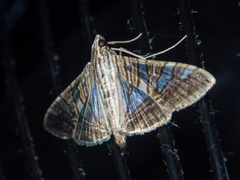 Glyphodes stolalis