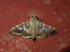 Glyphodes stolalis