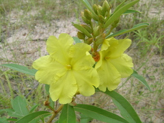 Hibbertia oblongata