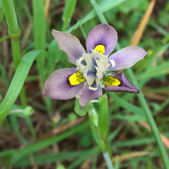 Moraea vegeta