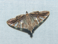 Glyphodes stolalis