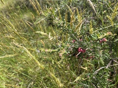 Grevillea lanigera