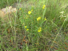 Hibbertia oblongata