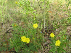 Hibbertia oblongata
