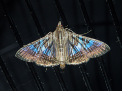Glyphodes stolalis