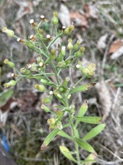 Erigeron sumatrensis