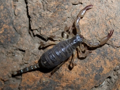 Anuroctonus pococki