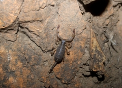 Anuroctonus pococki