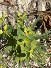 Euphorbia helioscopia