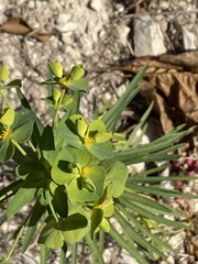 Euphorbia helioscopia