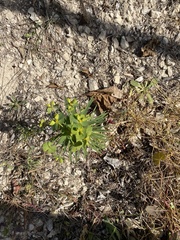 Euphorbia helioscopia