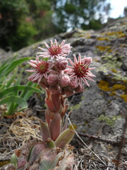 Sempervivum marmoreum