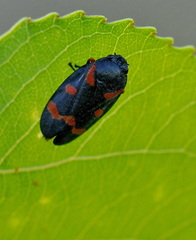 Cercopis intermedia
